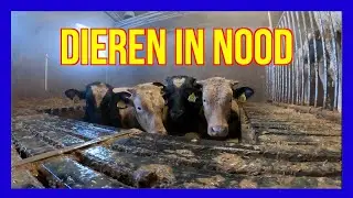 Dieren in nood. - VOLUNTEERS DUTCH FIREFIGHTERS -  BRANDWEER LUNTEREN -