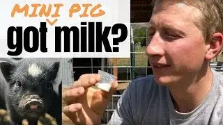 What Does Mini Pig Milk Taste Like?