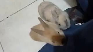 Just chillin with my bro #bunny #bunnies #netherlanddwarfbunny🐇🐇🐰🐰