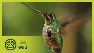 Hummingbirds: Jewelled Messengers - Go Wild