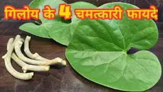 Giloy Bel Top 4 Benefits
