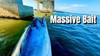 Dropping a MASSIVE Bonita Under BRIDGE! 🔥