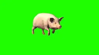 Pig 4 सूअर