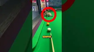 THE KITTY WHO LIKES TO PLAY POOL! 🐱 (credits: 武城升平来力台球/80052025043 on Douyin)