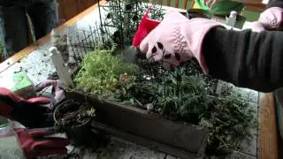 Ethel Glove's: Fairy Garden