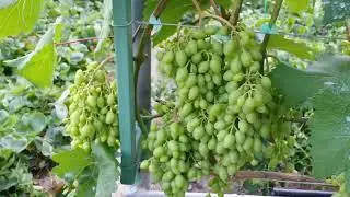 Spots on grapes. What is it: sunburn or chemical burn, powdery mildew, or gray mold? 07/17/23