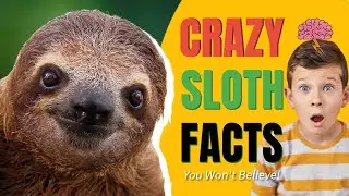 WOW | Crazy Sloth Facts for Kids