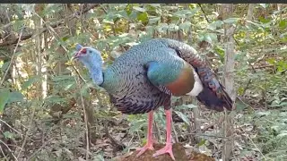 ocellated turkey 🦃🦃
