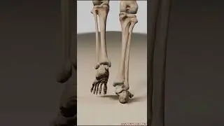 3D Animation Walk Cycle (Back View, Bones and Joints Visible)