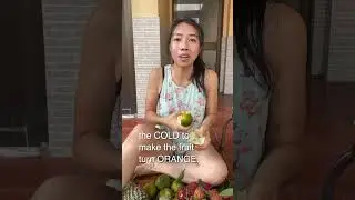 Why are tropical oranges GREEN?