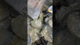 Oyster A lot After The Sea Low Tide  