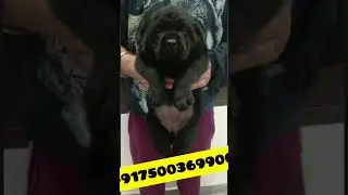Heavy Bone Black Labrador pup|Top quality labrador pup 