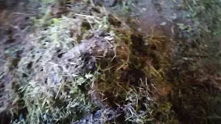Полный бардак - проверяю что едят коровы