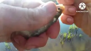 Нимфинг+ Стекло