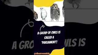 Mind-Blowing Animal Facts You Didn't Know! - Part 9