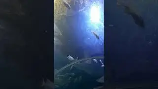 acuario zoológico Guadalajara