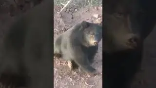 медведь - всем салам!