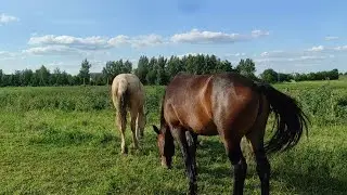 Кобыла Барбара, ведёт табун к водапою