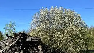 Пёстрый переполох: когда шабалинские луга наряжаются лучше модниц