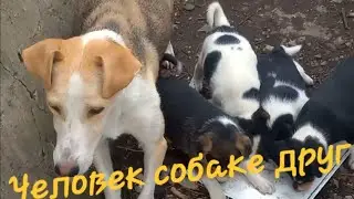 Щенки двортэрьера