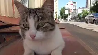 Нашел кота в городе/Кот сбежал от меня/ШОК смотреть до конца