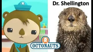 Octonauts Characters In Real Life | JD Cars Toys