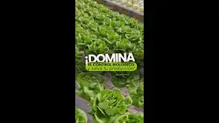 ¿Sabías que el control de trips es esencial para mantener tu producción hidropónica saludable?