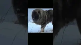 The strongest dog in the world. Caucasian Shepherd Dog #shorts