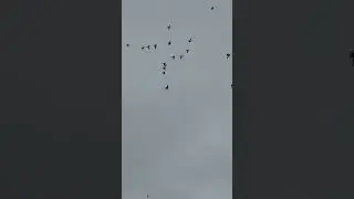 Посадка синих бакинцев