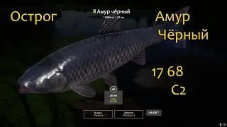 рр4! Острог. Амур чёрный!!!