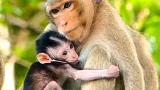 Very Very Sweet...Little Baby Monkey Hug Mom Drink Milk Very Fast