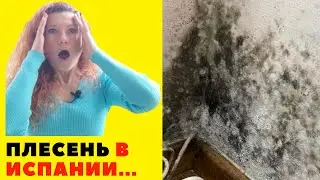 278. ПЛЕСЕНЬ в квартирах Испании!!! 😱😱😱 ЧТО ДЕЛАТЬ!?!?