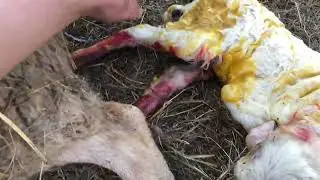 Тяжёлый окот Текселя. Ремонт тракторов .
