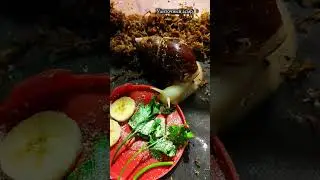 Если что улитки мои#улиткиахатины
