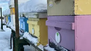 Bees survive winter snow storm | winter beekeeping