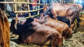 পুরান ঢাকার ধোলাইখাল গরুর হাটের রাতের সময় • Dholaikhal Hat • Qurbani Goru • Cow Lovers