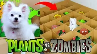 Snowball Dog And Hugo Hamster Play Plants And Zombies Game