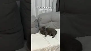 И не говорите, что не было 😸 #котбарон