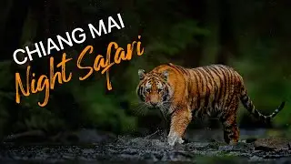 Inside the Chiang Mai Night Safari