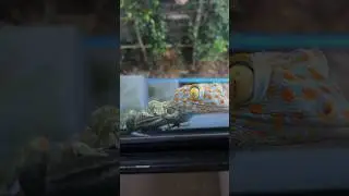 Почему Геккон токи - хороший сосед в доме в Таиланде? 