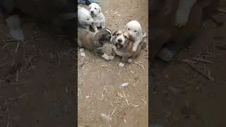 щенки Гампра