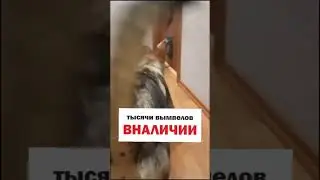 пёс получил по роже от названной гостя кота🤣🤣 #cat #funny #automobile