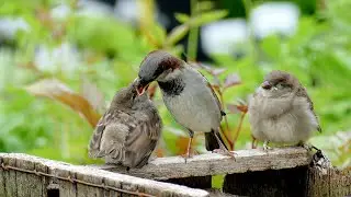 💗 Baby Birds Learning How To Feed Without Mum! 💗