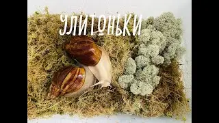 WHICH SUBSTRATE IS BEST FOR SNAILS? LEARNING ABOUT HUMIDITY.