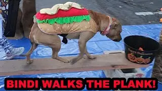 Pit Bull Loose at a Halloween Party.... OH THE HORROR!!!