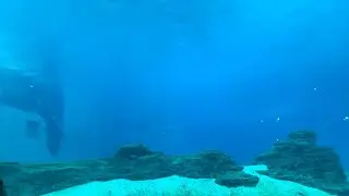 Dolphin Show at Sea Aquaruim