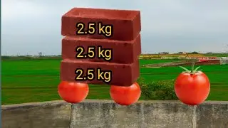 क्या होगा जब टमाटर के ऊपर ईट रखदे| tamatar vs eet