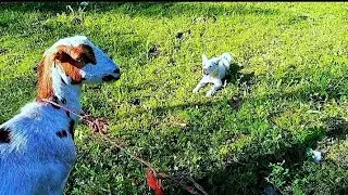 he goat my dog love amazing video