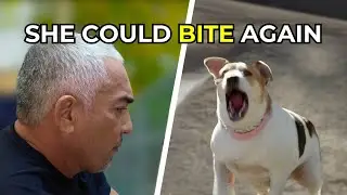 Healing the Pack After a Tragic Death | Better Human Better Dog