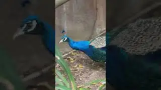 Kevin the Peacock from the Los Angeles Zoo